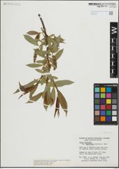 Foto von Salix lasiandra Benth.